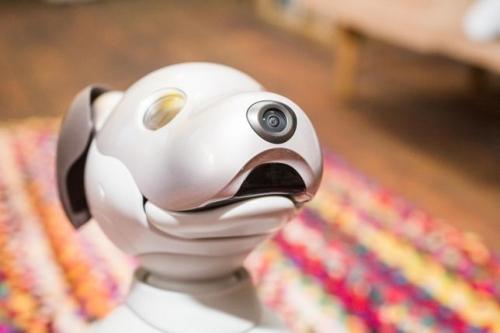 Yes, the robot dog ate your privacy