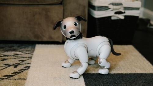 Yes, the robot dog ate your privacy