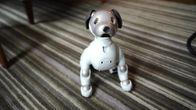 Yes, the robot dog ate your privacy
