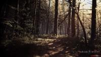 Обои и скриншоты игры Blair Witch