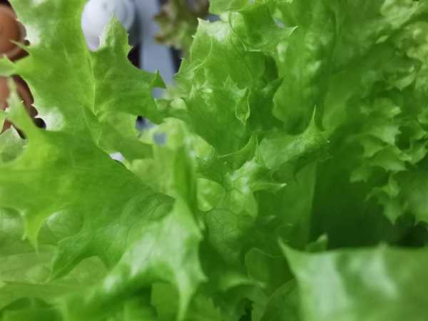 Какой смартфон снимает лучше: сравниваем Samsung Galaxy S20 Ultra с Huawei P30 Pro и Mi Note 10