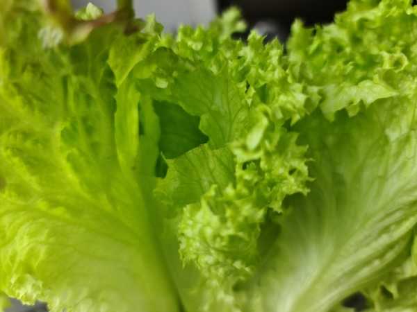 Какой смартфон снимает лучше: сравниваем Samsung Galaxy S20 Ultra с Huawei P30 Pro и Mi Note 10