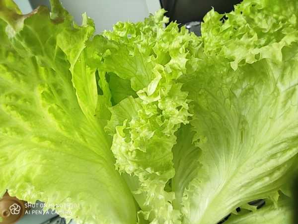 Какой смартфон снимает лучше: сравниваем Samsung Galaxy S20 Ultra с Huawei P30 Pro и Mi Note 10